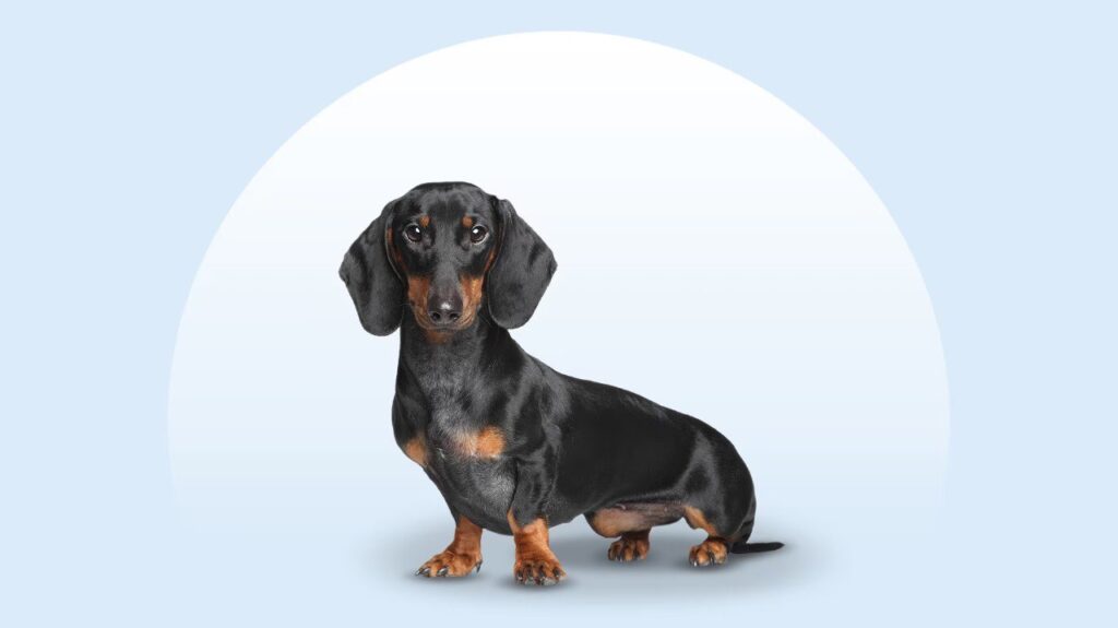 Dachshund - Dachshund Merch