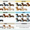 il 1000xN.2171374158 bq7p - Dachshund Merch