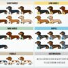 il 1000xN.3029886586 69cj - Dachshund Merch